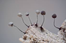 Attēlu rezultāti vaicājumam “Lamproderma pseudomaculatum”