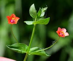 Image result for Anagallis arvensis