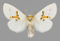 Attēlu rezultāti vaicājumam “Leucodonta bicoloria”