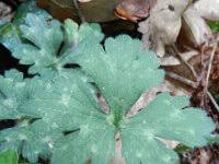 Attēlu rezultāti vaicājumam “Ranunculus polyanthemos”