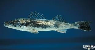 Image result for Sander canadensis