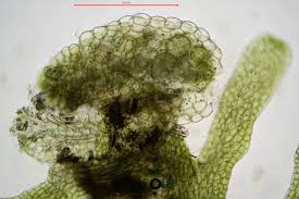 Attēlu rezultāti vaicājumam “Riccardia palmata”