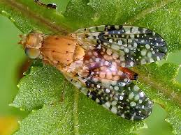 Attēlu rezultāti vaicājumam “Tephritidae”