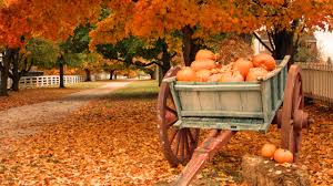 Bildergebnis für Fall…