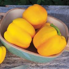 Afbeeldingsresultaat voor californian wonder golden sweet pepper