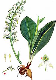 Attēlu rezultāti vaicājumam “Platanthera chlorantha”