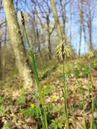 Attēlu rezultāti vaicājumam “Carex pilosa flower”