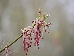 Attēlu rezultāti vaicājumam “Acer negundo female flower”