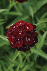 Image result for Dianthus barbatus