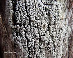 Attēlu rezultāti vaicājumam “Pertusaria amara”