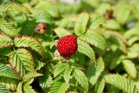 Attēlu rezultāti vaicājumam “Rubus illecebrosus fruit”