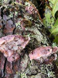Attēlu rezultāti vaicājumam “Leptoporus mollis”