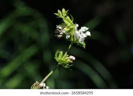 Attēlu rezultāti vaicājumam “Scrophularia umbrosa flower”
