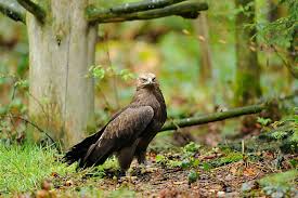 Attēlu rezultāti vaicājumam “Aquila pomarina adult”