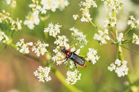 Attēlu rezultāti vaicājumam “Cantharis fusca larva”