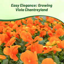 Attēlu rezultāti vaicājumam “Viola uliginosa bud”