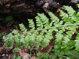 Attēlu rezultāti vaicājumam “Polystichum braunii”