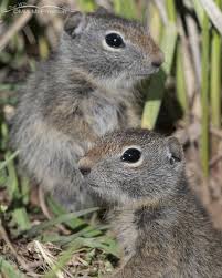 Attēlu rezultāti vaicājumam “Reticularia jurana young”