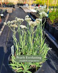 Attēlu rezultāti vaicājumam “Anaphalis margaritacea leaf”