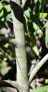 Attēlu rezultāti vaicājumam “Salix myrsinifolia leaf”