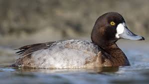 Image result for Aythya marila