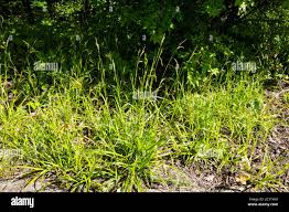 Attēlu rezultāti vaicājumam “Carex sylvatica fruit”