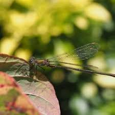 Attēlu rezultāti vaicājumam “Chalcolestes viridis”