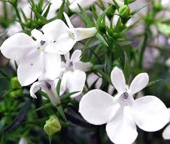 Image result for Lobelia erinus