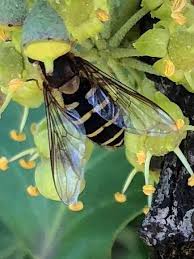 Attēlu rezultāti vaicājumam “Sericomyia sp.”