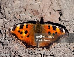 Attēlu rezultāti vaicājumam “Nymphalis xanthomelas”