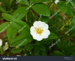 Attēlu rezultāti vaicājumam “Potentilla alba”
