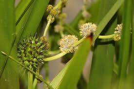 Attēlu rezultāti vaicājumam “Sparganiaceae”