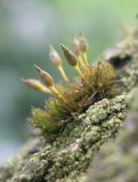 Attēlu rezultāti vaicājumam “Orthotrichum speciosum sporophyte”