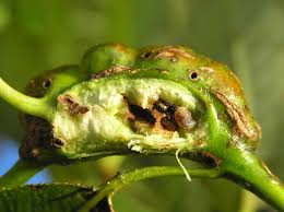 Attēlu rezultāti vaicājumam “Rabdophaga salicis”