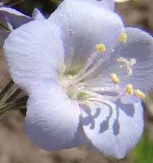 Image result for Polemonium coeruleum