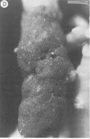 Attēlu rezultāti vaicājumam “Biatoropsis usnearum”