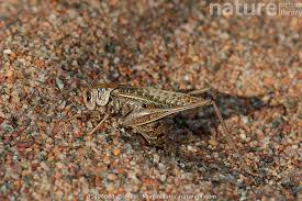 Attēlu rezultāti vaicājumam “Decticus verrucivorus”