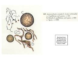 Attēlu rezultāti vaicājumam “Symphytocarpus trechisporus spores”