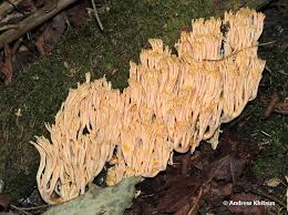 Attēlu rezultāti vaicājumam “Ramaria flava”