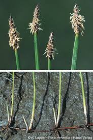 Attēlu rezultāti vaicājumam “Eleocharis uniglumis fruit”