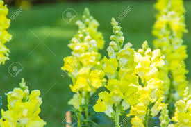Attēlu rezultāti vaicājumam “Antirrhinum majus leaf”
