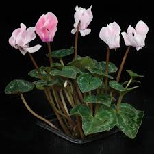 Image result for Cyclamen persicum