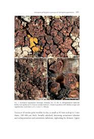 Attēlu rezultāti vaicājumam “Perichaena sp.”