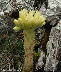 Attēlu rezultāti vaicājumam “Jovibarba globifera bud”