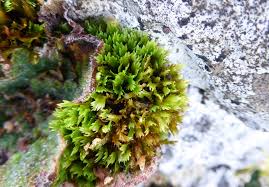 Attēlu rezultāti vaicājumam “Fissidens taxifolius”