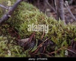 Attēlu rezultāti vaicājumam “Amblystegium serpens macro”