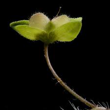 Attēlu rezultāti vaicājumam “Veronica agrestis”