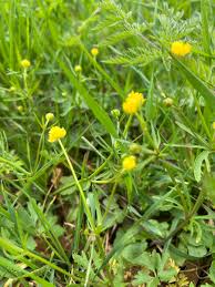 Attēlu rezultāti vaicājumam “Ranunculus auricomus leaf”