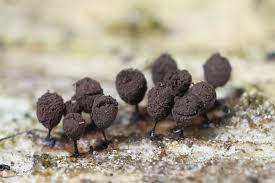 Attēlu rezultāti vaicājumam “Comatricha meandrispora stalked”