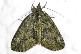 Attēlu rezultāti vaicājumam “Chloroclysta siterata”